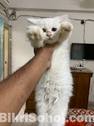 Traditional persian cat female baby